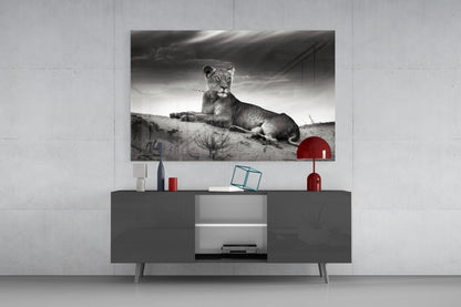 Black And White Lioness On Dune Glass Wall Art