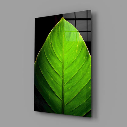 Sunlit Green Leaf Tip on Black Glass Wall Art