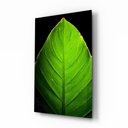 Sunlit Green Leaf Tip on Black Glass Wall Art