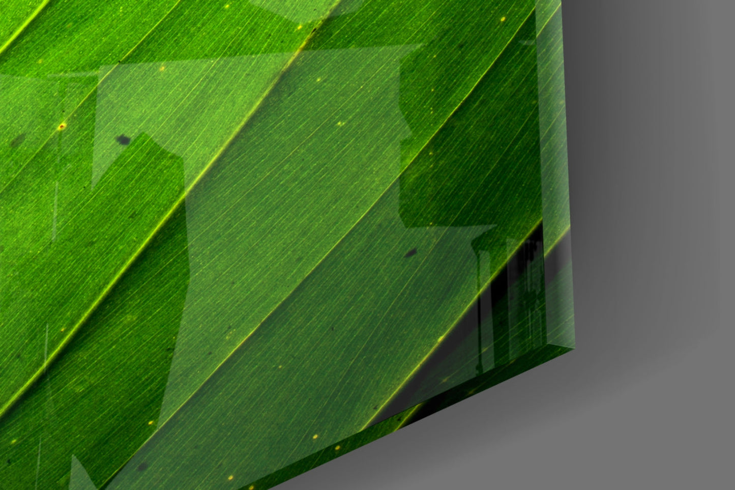 Sunlit Green Leaf Tip on Black Glass Wall Art