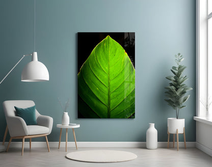 Sunlit Green Leaf Tip on Black Glass Wall Art