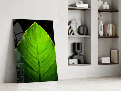 Sunlit Green Leaf Tip on Black Glass Wall Art