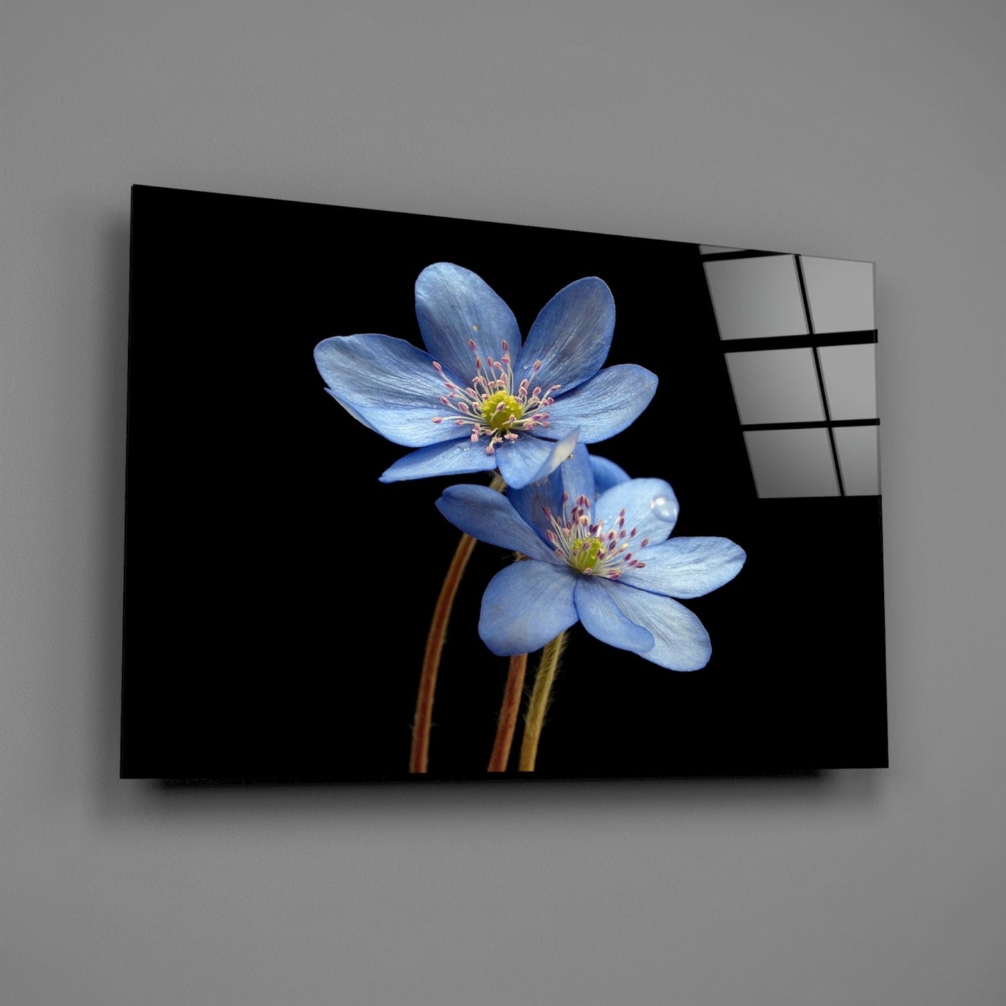 Two Pale Blue Anemones on Black Glass Wall Art
