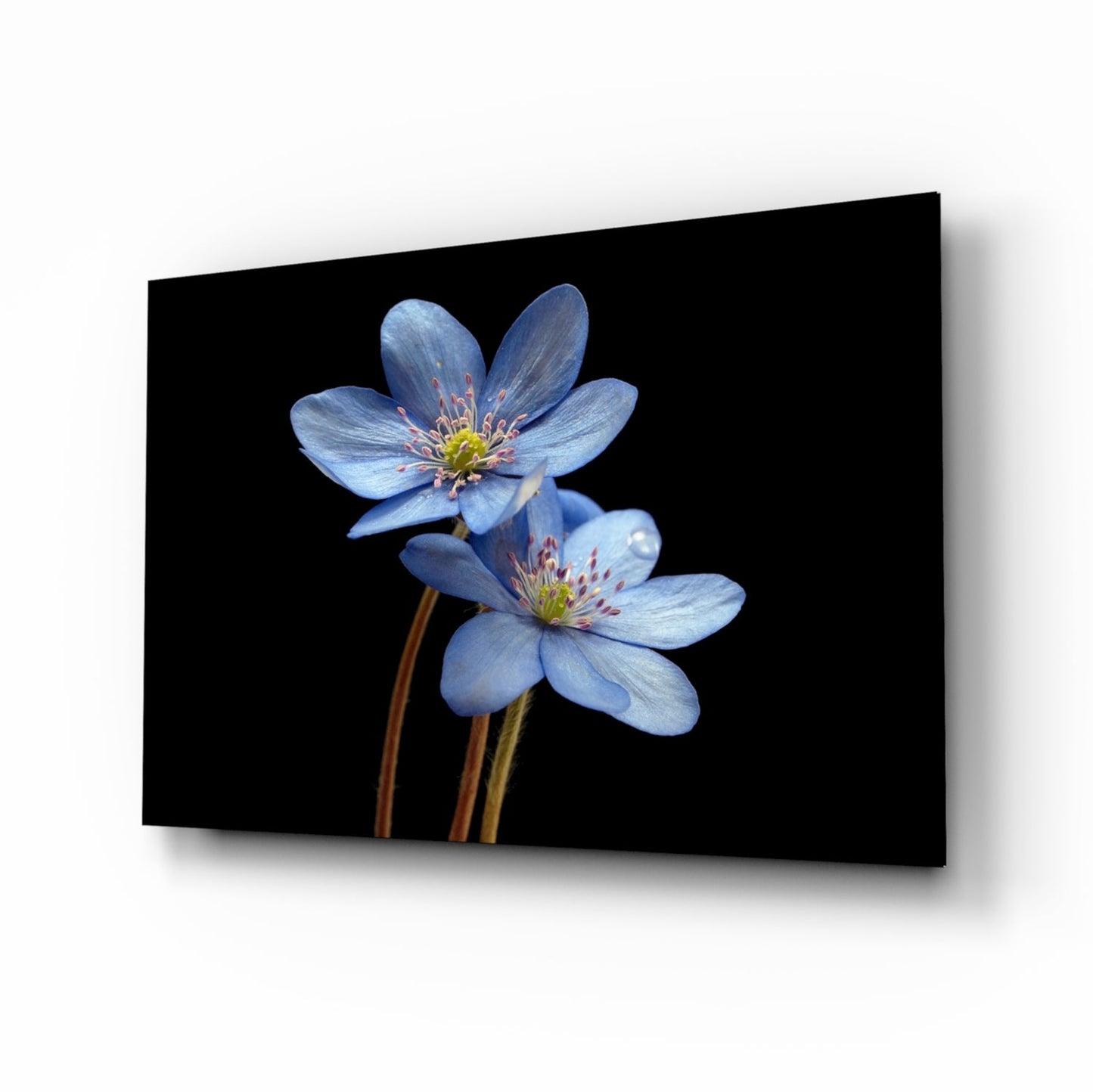 Two Pale Blue Anemones on Black Glass Wall Art
