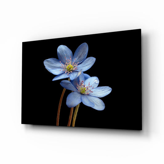 Two delicate pale blue anemone flowers with yellow centers and reddish stamens displayed on black glass, angled perspective view.