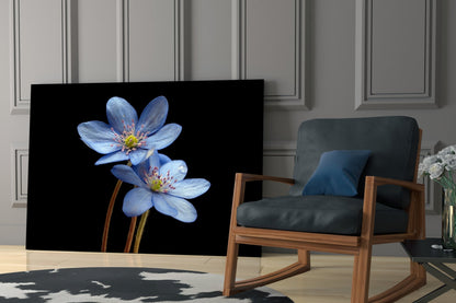 Two Pale Blue Anemones on Black Glass Wall Art
