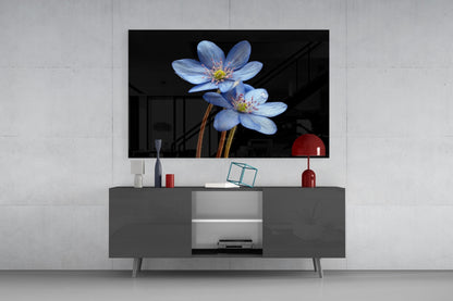 Two Pale Blue Anemones on Black Glass Wall Art