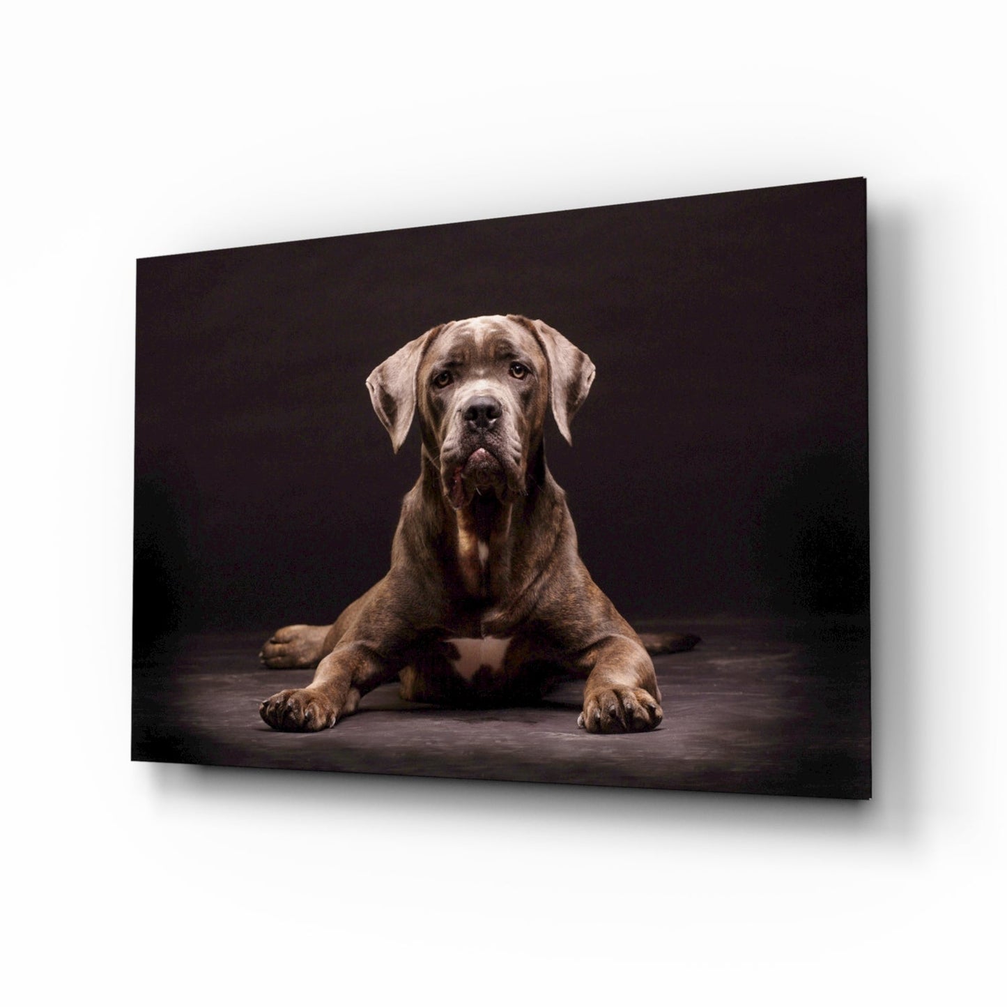 Cane Corso Studio Portrait Glass Wall Art
