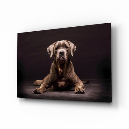 Cane Corso Studio Portrait Glass Wall Art