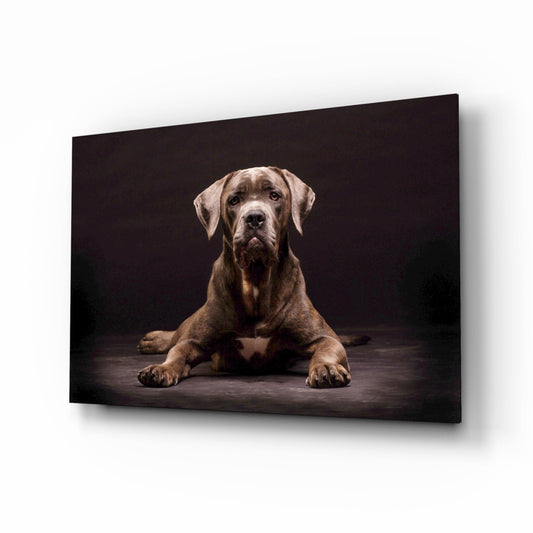 Brown Cane Corso lying down facing camera against dark background on glass wall art panel.