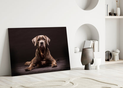 Cane Corso Studio Portrait Glass Wall Art
