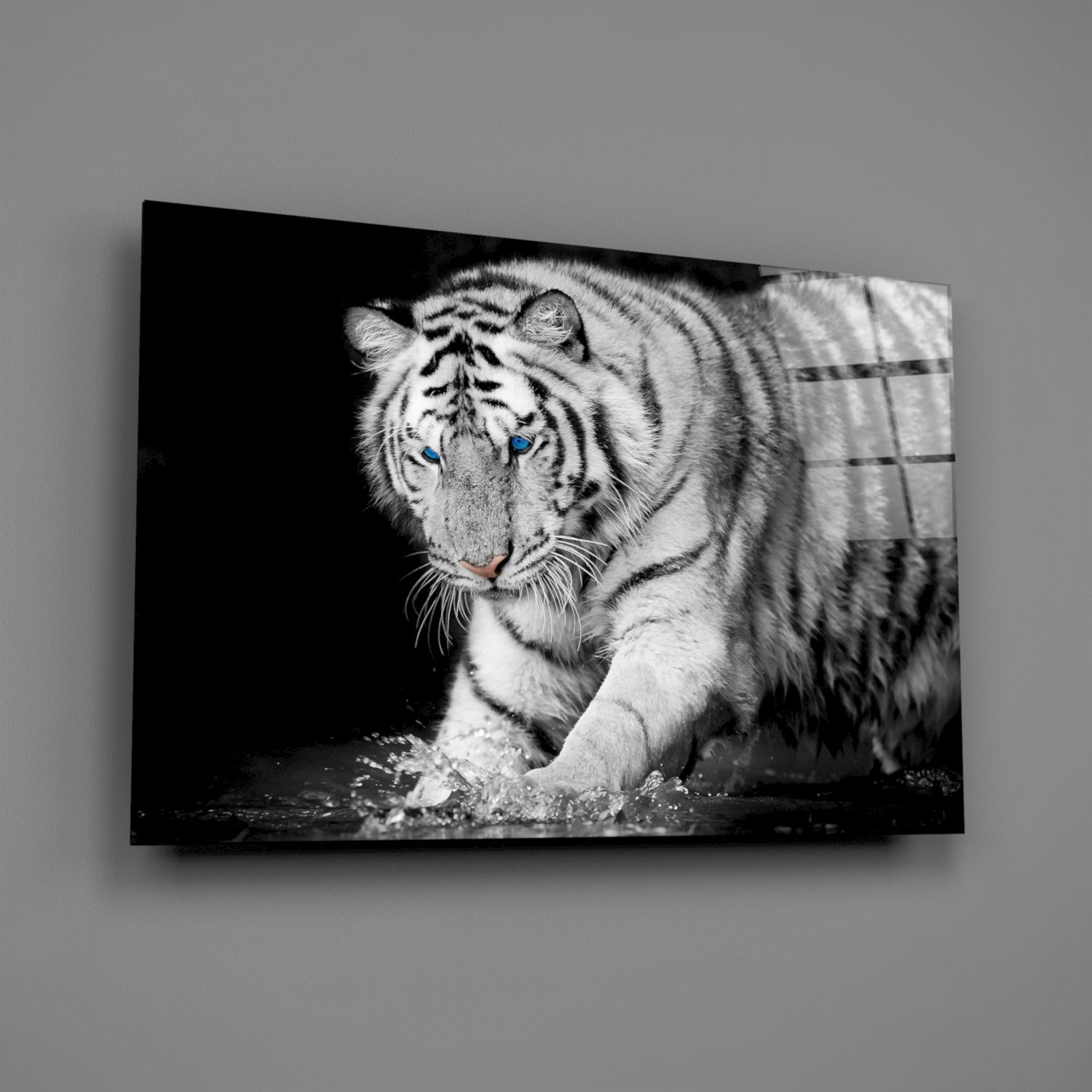White tiger with blue eyes walking through water against black background, displayed on glass wall art panel.