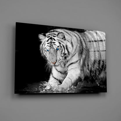 White tiger with blue eyes walking through water against black background, displayed on glass wall art panel.