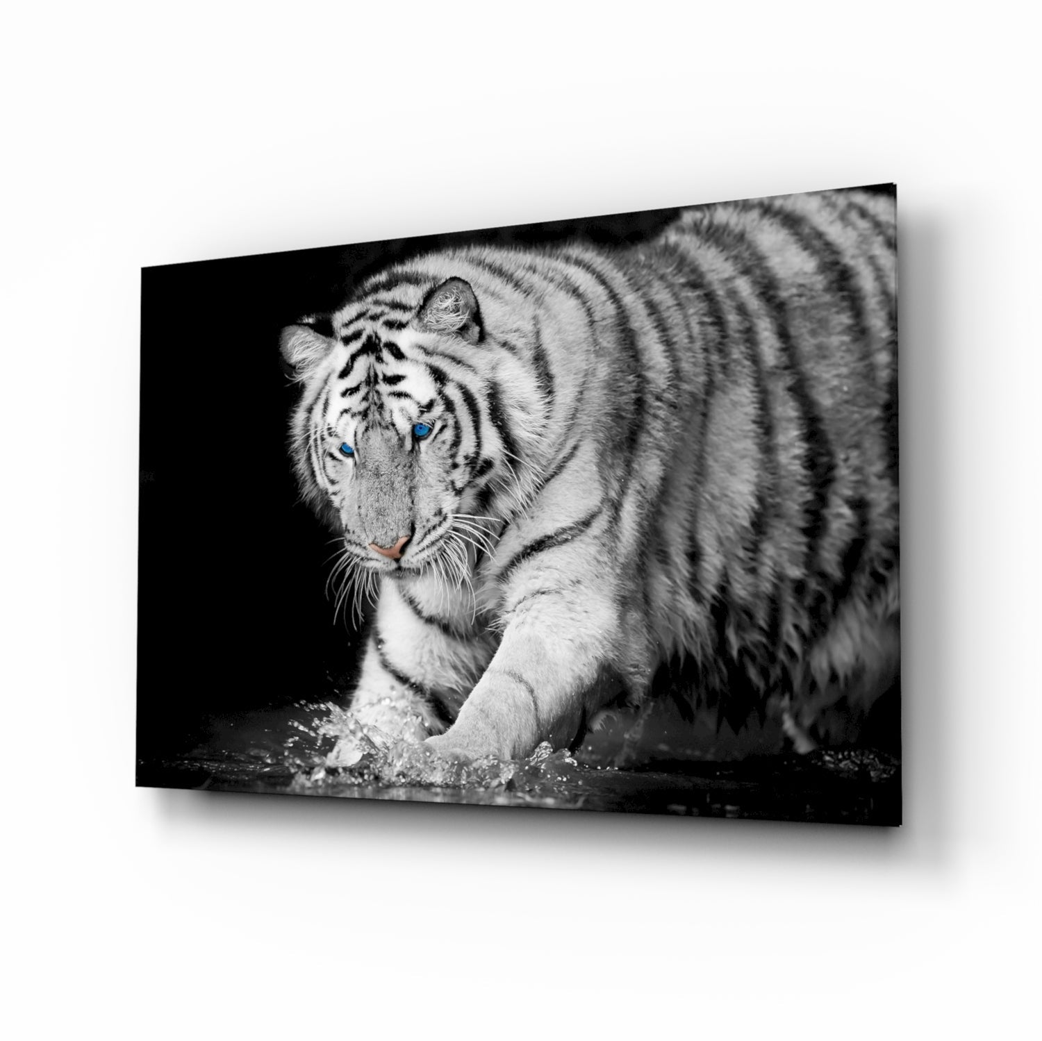 White tiger with blue eyes wading through water, black and white photograph printed on glass panel.