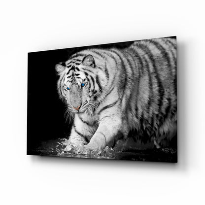 White tiger with blue eyes wading through water, black and white photograph printed on glass panel.