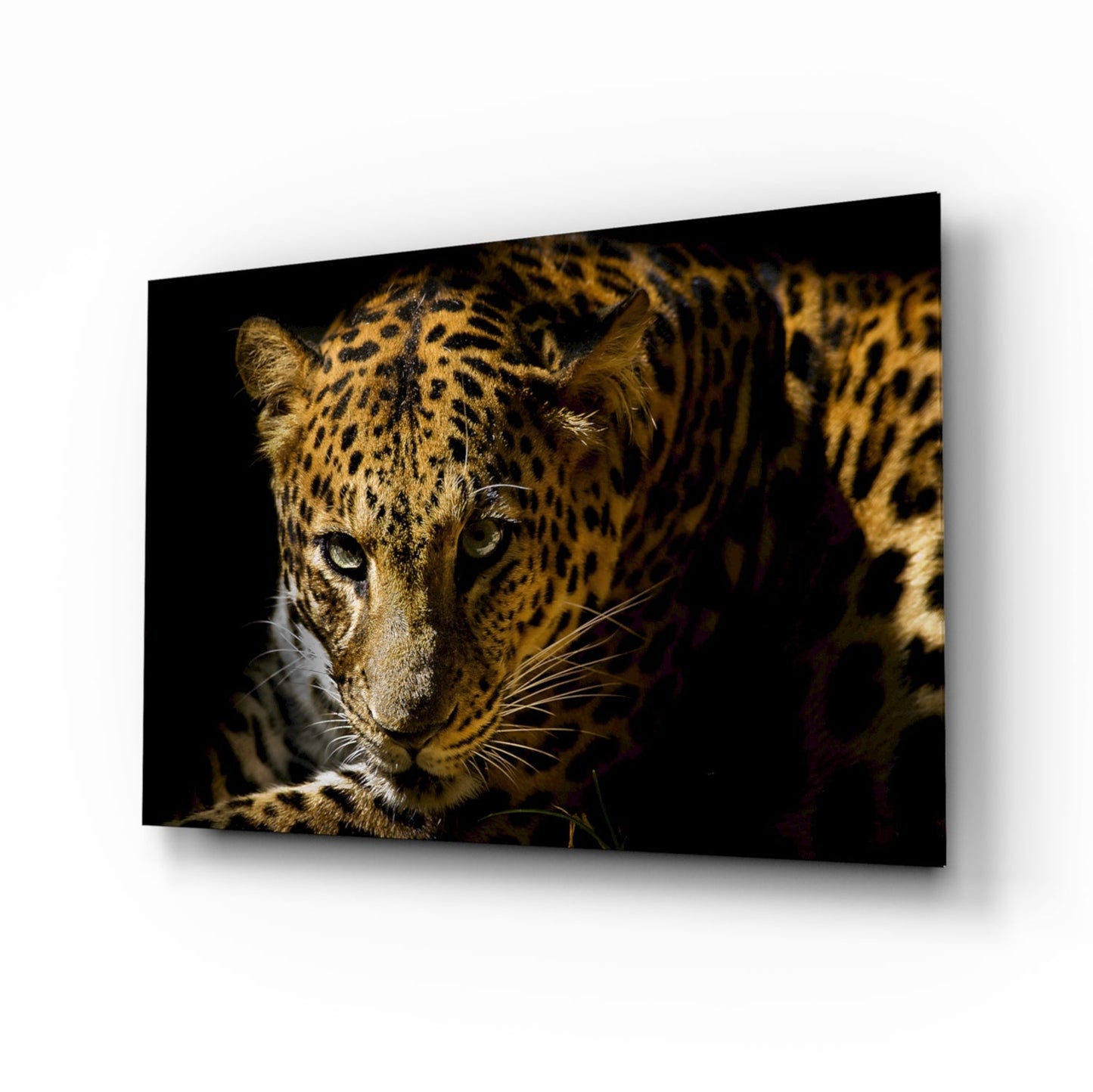 Leopard Glass Wall Art displaying a close-up portrait of a spotted leopard's face against a dark background, mounted at an angle.
