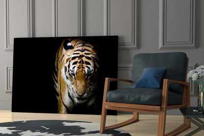 Stalking Tiger in Shadows Glass Wall Art