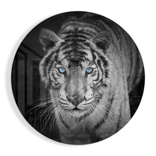 Black and white tiger with striking blue eyes facing forward on circular glass wall art.