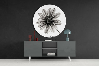 Monochrome Gazania Daisy Glass Wall Art