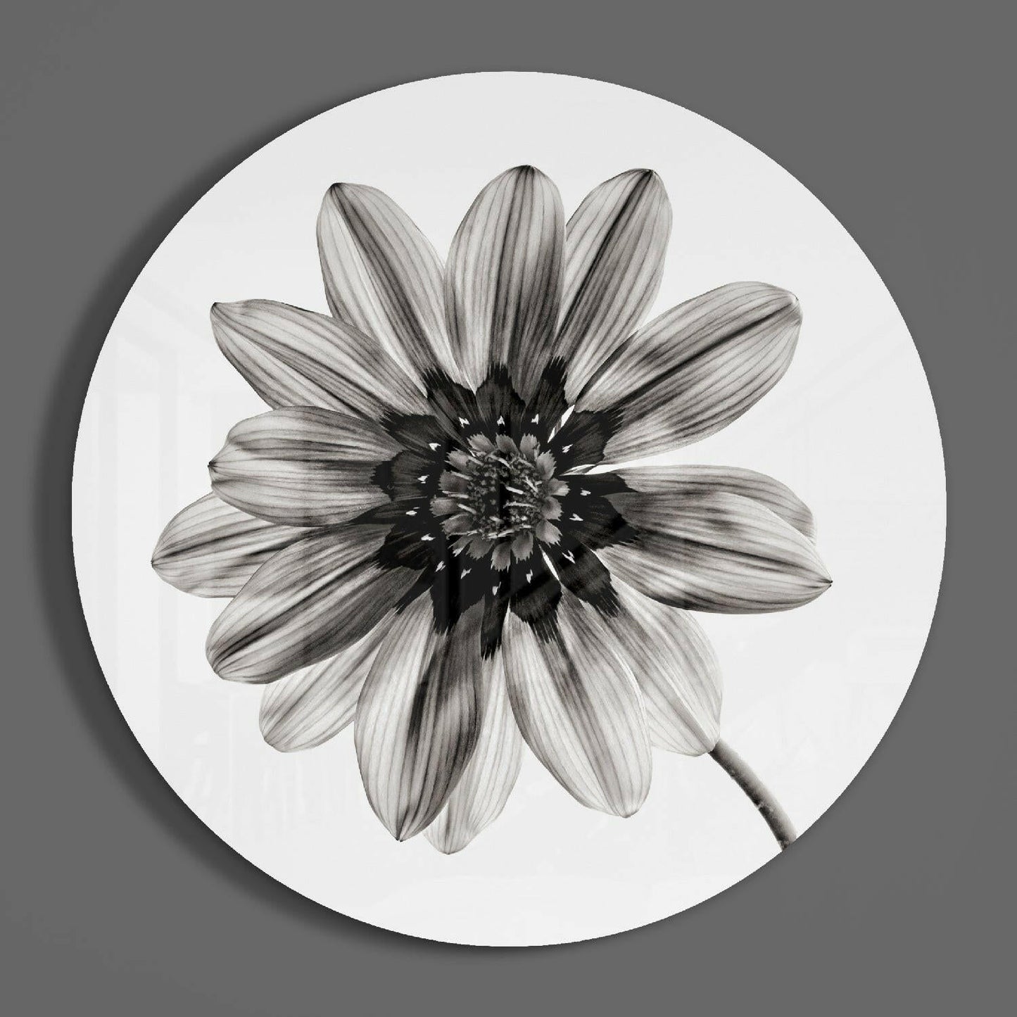 Monochrome Gazania Daisy Glass Wall Art