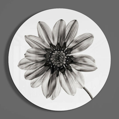 Monochrome Gazania Daisy Glass Wall Art