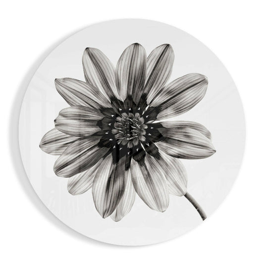 Black and white detailed drawing of a fully opened gazania daisy flower with visible center stamens on circular glass.