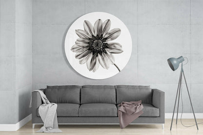 Monochrome Gazania Daisy Glass Wall Art
