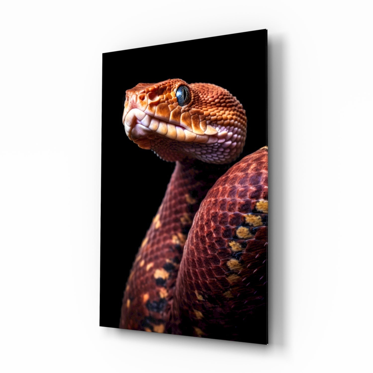 A red and orange viper with blue eye photographed in profile against black background on a glass wall panel, showing detailed scales and body coils.