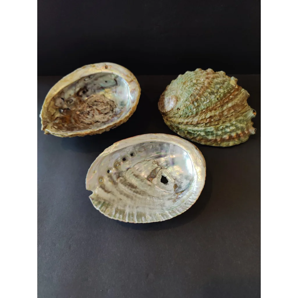 Three 5-inch abalone shells with iridescent interior and textured exterior