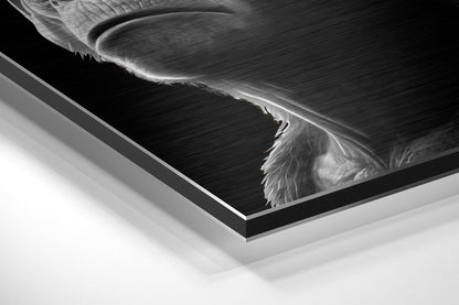 Monochrome Trio Orange Bandana Brushed Aluminum Dibond Wall Art
