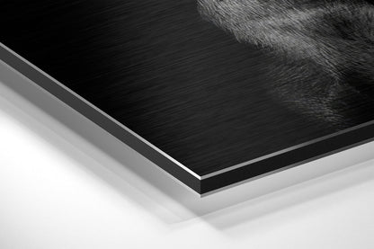 Black Doberman With Gold Pistol Brushed Aluminum Dibond Wall Art