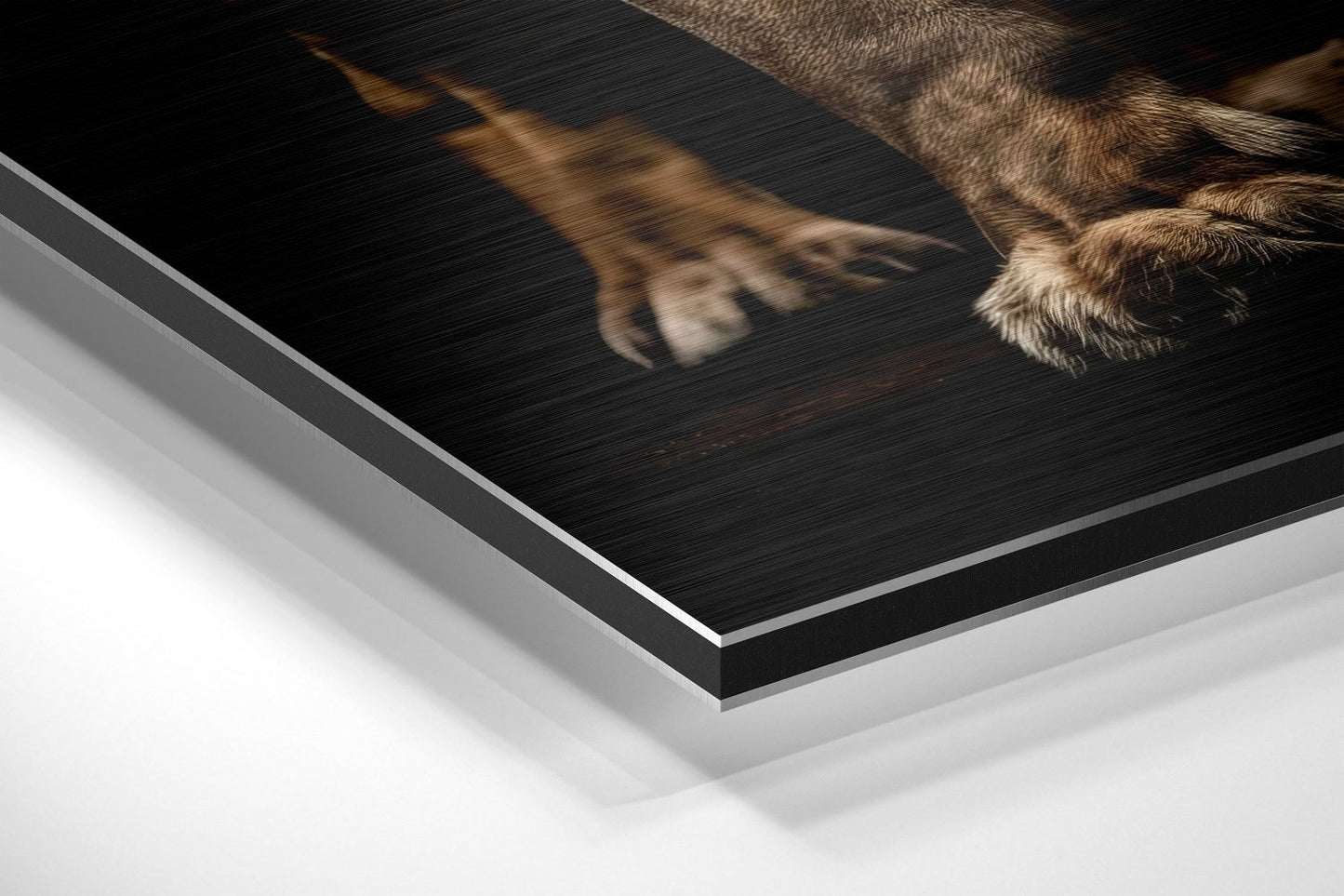 Roaring Lion in Darkness Brushed Aluminum Dibond Wall Art