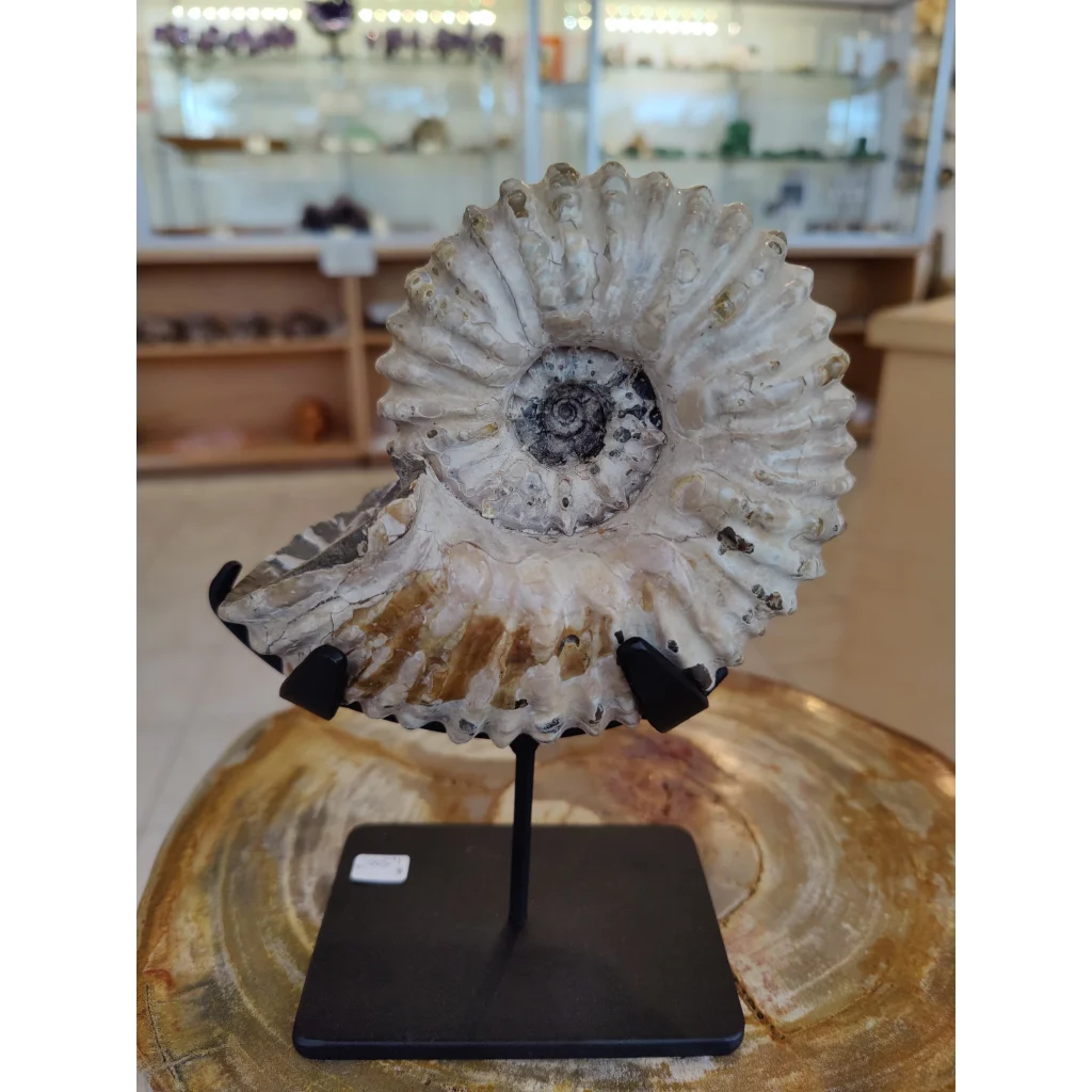 Polished off-white ammonite fossil from early Cretaceous Madagascar on display stand