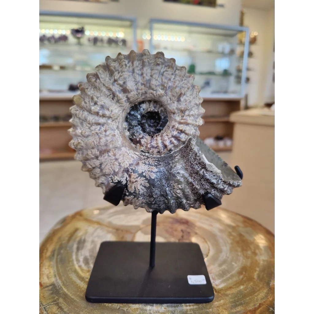 Ammonite fossil with spiral ridged shell on display stand, Early Cretaceous