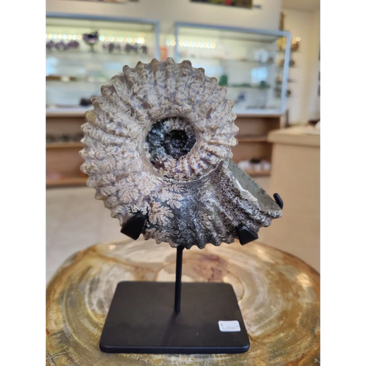 Ammonite fossil with spiral ridged shell on display stand, Early Cretaceous