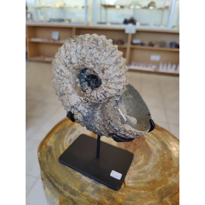 Textured off-white ammonite fossil with dark spiral interior on early Cretaceous display stand