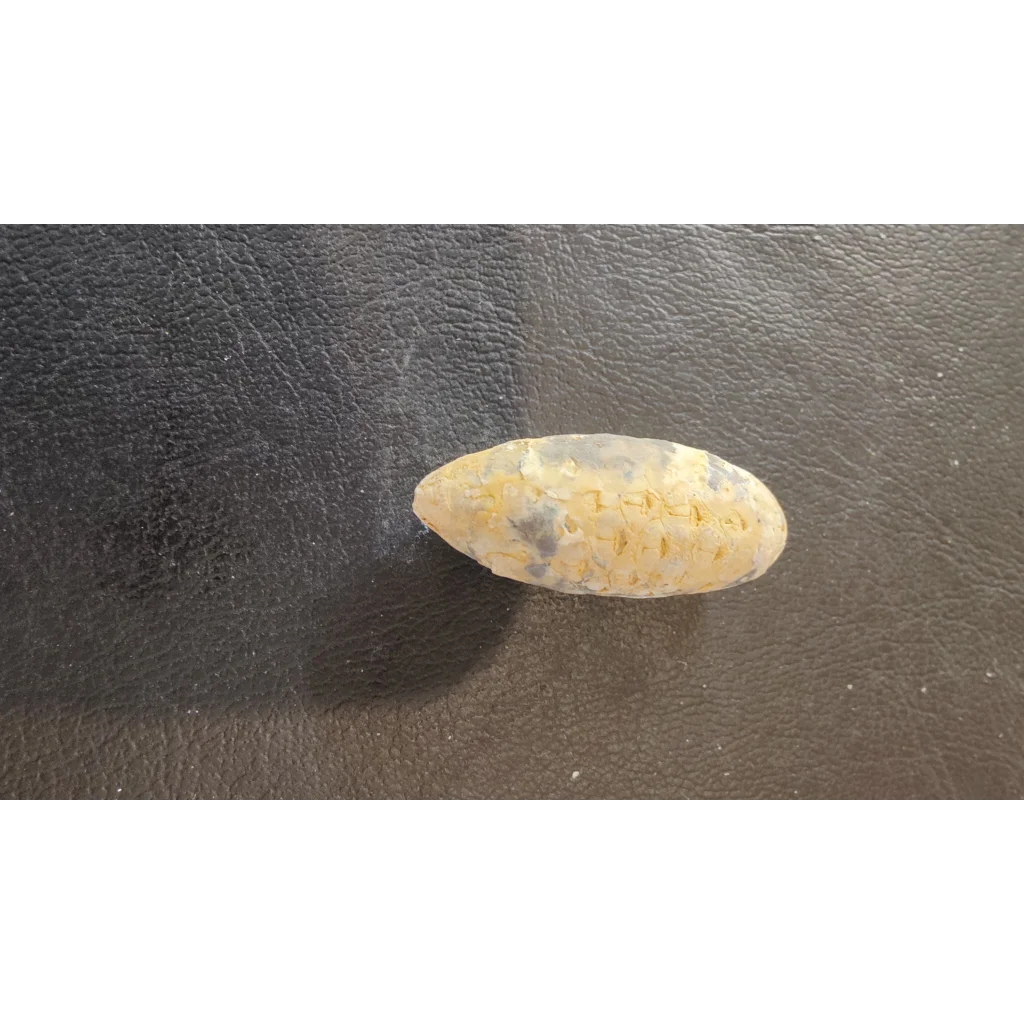 Translucent oval fossilized pine cone from Morocco Eocene Era