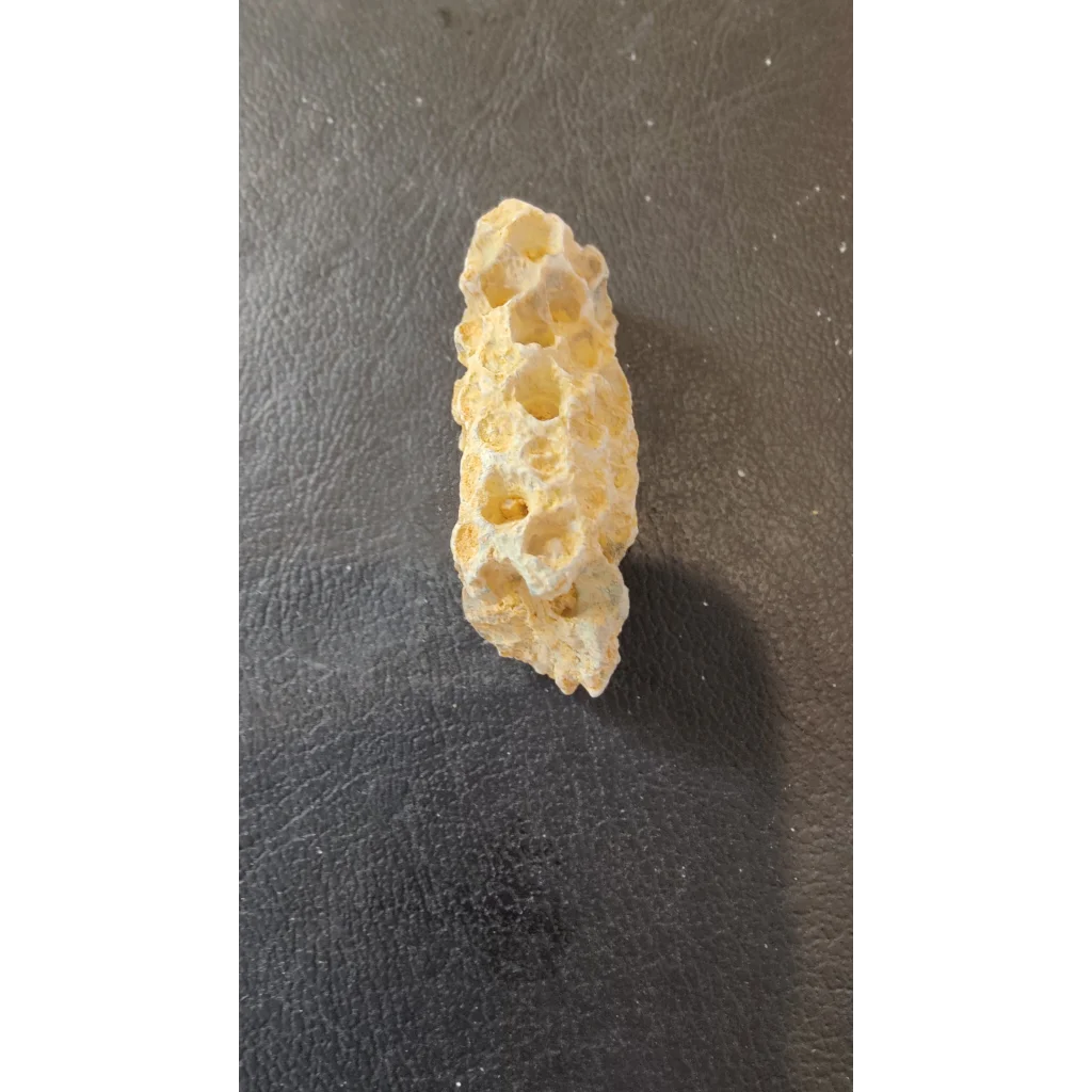 Pale yellow fossilized pine cone with honeycomb coral structure from Morocco Eocene