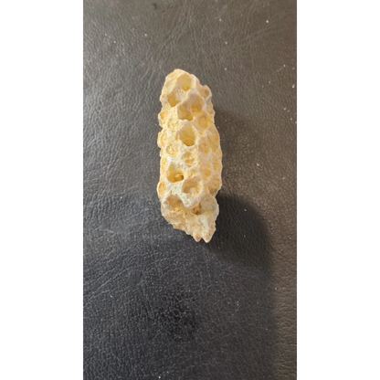 Pale yellow fossilized pine cone with honeycomb coral structure from Morocco Eocene