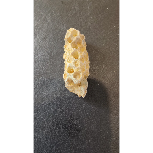 Pale yellow fossilized pine cone with honeycomb coral structure from Morocco Eocene