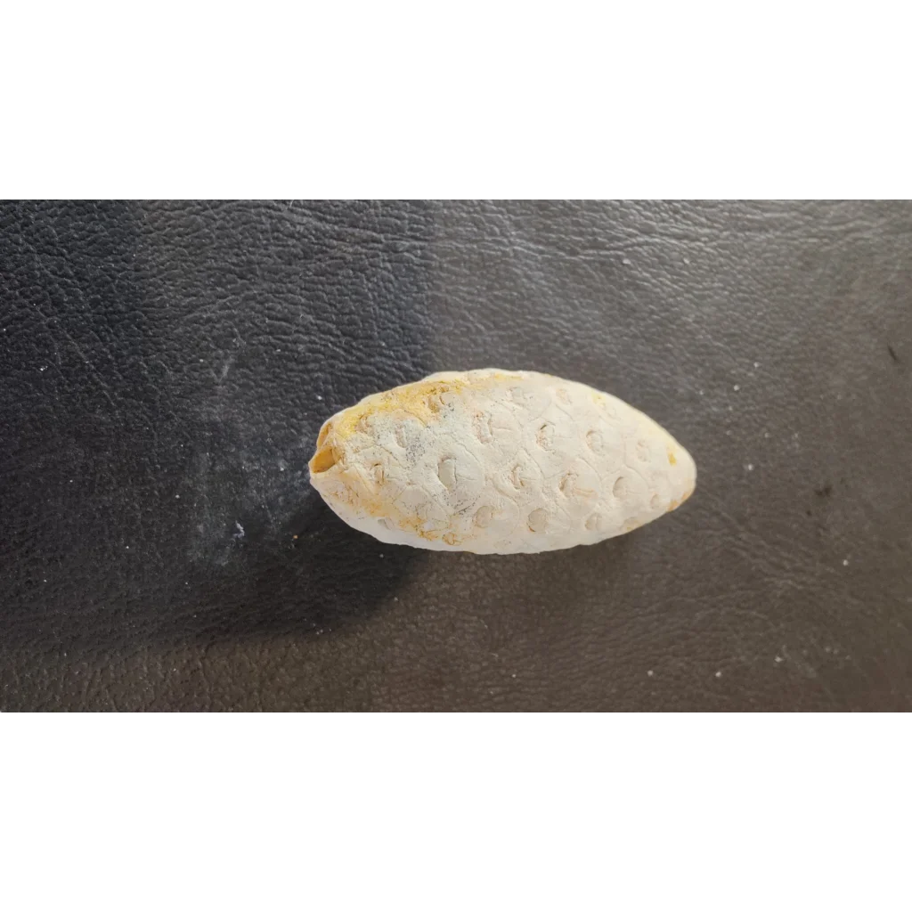 Weathered fossilized pine cone from Morocco Eocene era