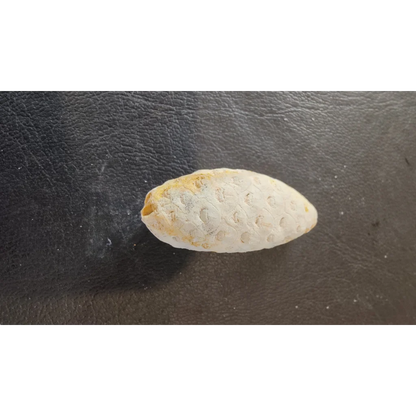 Weathered fossilized pine cone from Morocco Eocene era