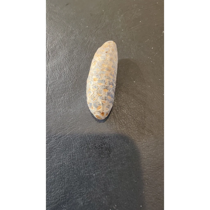 Textured fossilized pine cone from Morocco Eocene era in beige gray tones