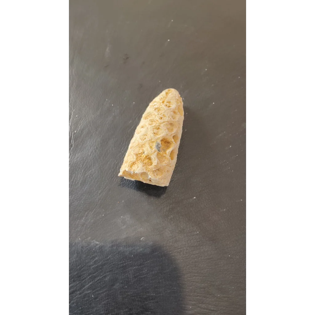 Beige porous fossilized pine cone from Morocco Eocene era