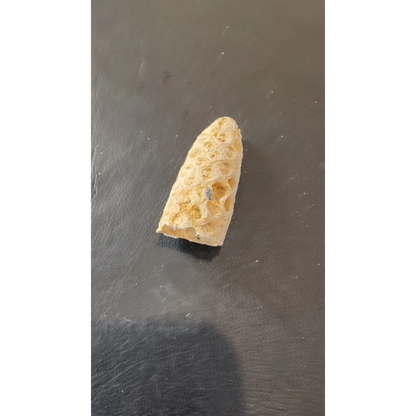 Beige porous fossilized pine cone from Morocco Eocene era