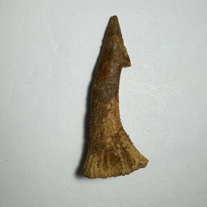 Weathered brownish-yellow Onchopristis barb tooth fossil from Morocco