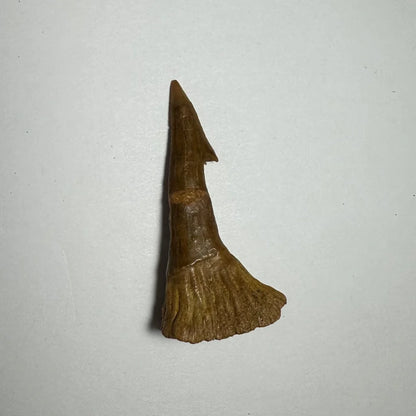 Fossilized Ancient Onchopristis barb tooth from Morocco, pointed and serrated