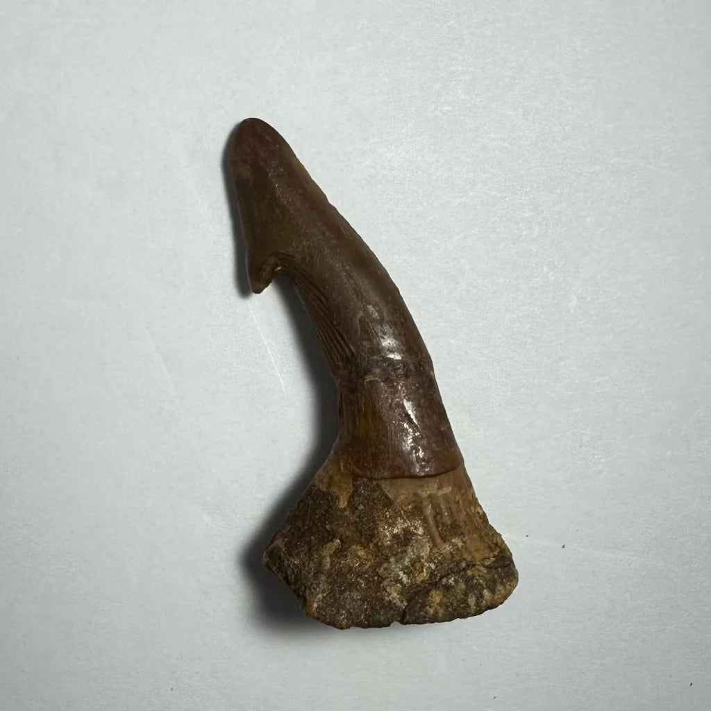 Fossilized brown barb tooth claw from Ancient Onchopristis, Morocco