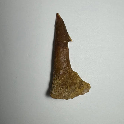 Fossilized Ancient Onchopristis barb tooth from Morocco