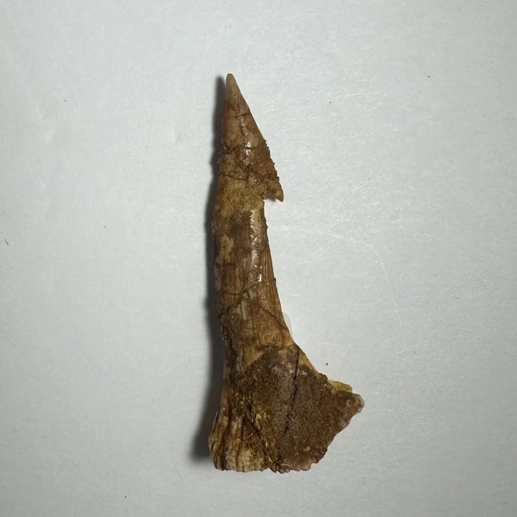 Fossilized brownish-yellow Onchopristis barb tooth from Morocco
